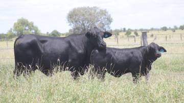 来自昆士兰州祖母绿紫荆公园的Brangus饲养员Ryan Holzwart正在使用视觉选择和基因组测试相结合的方法来生产像紫荆公园漫威G106这样的优质雌性，图为她和她的小母牛。图片由Georgie Connor提供