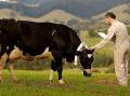 一头戴着轭的奶牛，用来测量饲喂不同饮食的奶牛的甲烷排放量。图片由第一产业署提供